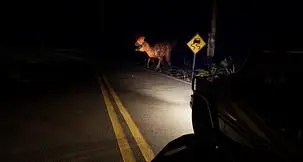 First-person, dinosaur-centric survival horror Silent Hunt set for Q4 2026 Steam launch