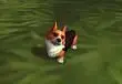 Blizzard Is Giving Away A Corgi Pup For World of Warcraft's 12th Anniversary 