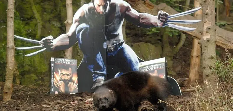 Activision partners with Edinburgh Zoo for bizarre Wolverine Promotional Campaign