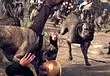 Total War: Rome II gain Beasts of War with new DLC