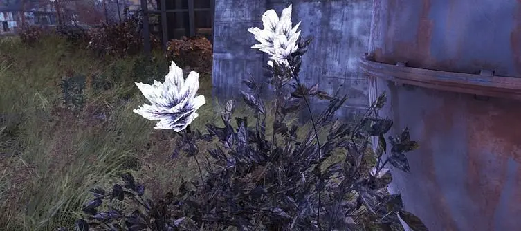 Fallout 76 Toxic Soot Flower - Where to find Toxic Soot Flower?