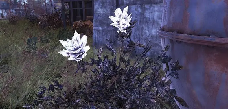 Fallout 76 Toxic Soot Flower - Where to find Toxic Soot Flower?