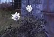 Fallout 76 Toxic Soot Flower - Where to find Toxic Soot Flower?
