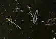Oxide Games showcase 64-bit Nitrous engine with unprecedented space battle