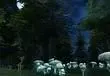Blizzard trademark 'Council of Glades' in New Zealand