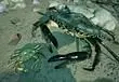 Empires of the Undergrowth Beach Brawl Update and More Detailed in March 2026 Newsletter