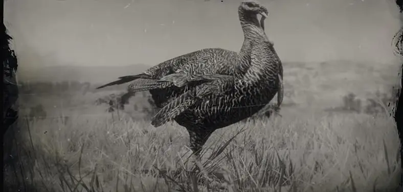 Red Dead Redemption 2 Online Turkey Locations Guide