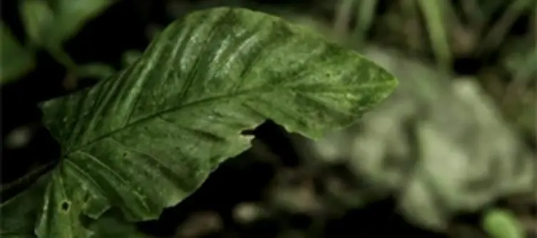 Crytek release new CryEngine 3 tech trailer featuring Crysis 3