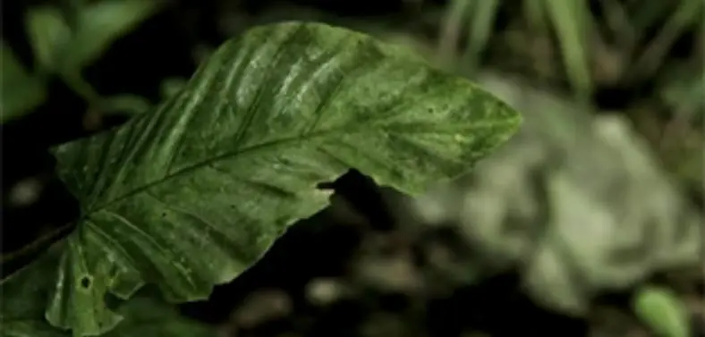 Crytek release new CryEngine 3 tech trailer featuring Crysis 3