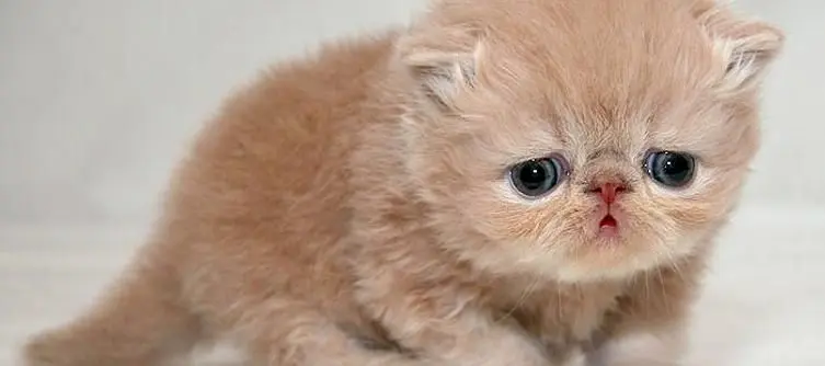 Reverb apologizes for PR stunt involving euthanising kittens