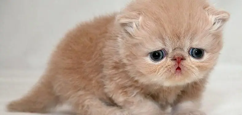 Reverb apologizes for PR stunt involving euthanising kittens
