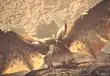 Monster Hunter World Gets Dated With A Snazzy Collectors Edition And New Trailer, But There's Still No PC Release Date