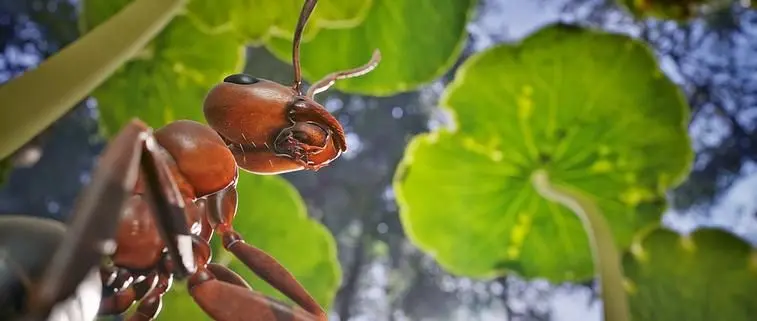 Empire of the Ants Q&A 