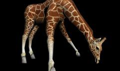 Wildlife Park 2 screenshot 1