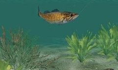 In-Fisherman: Freshwater Trophies screenshot 3